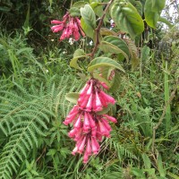 <i>Cestrum elegans</i>  (Brongn. ex Neumann) Schltdl.